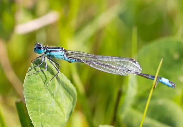 Blauwe Libel Zit Een Gras — Stockfoto