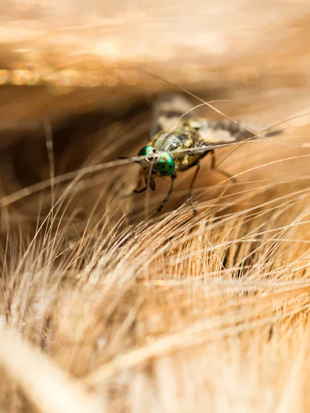 Vackert Makro Hästfluga Familjen Tabanidae — Stockfoto
