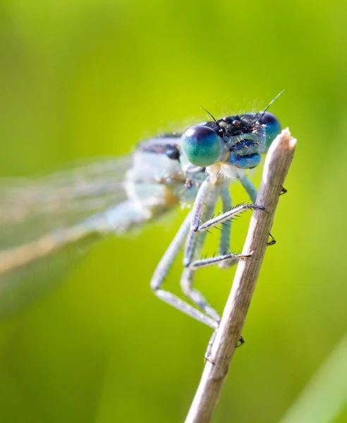 Gros Plan Azure Damselfly Coenagrion Puella Dans Champ Aux Pays — Photo