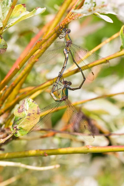 Zwei Fliegen Die Liebe Machen Und Ein Umgedrehtes Herz Bilden — Stockfoto