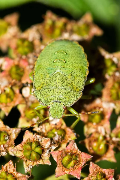 Der Grüne Schildkäfer Palomena Prasina Ist Eine Europäische Schildkäferart Aus — Stockfoto