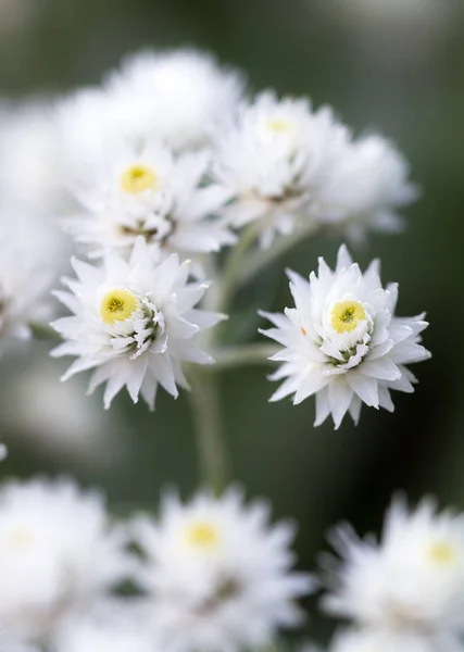 Gyönyörű Fehér Virágok Közelkép Bokeh — Stock Fotó