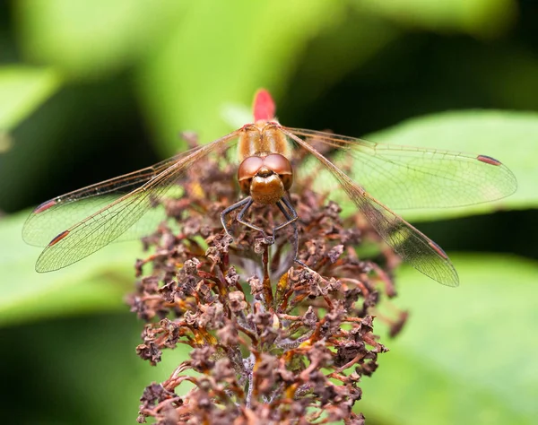 Macro Retrato Una Libélula Darter Común Una Flor — Foto de Stock