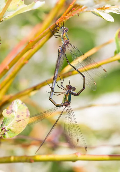 Duas Damselflies Fazendo Amor Formando Coração Cabeça Para Baixo — Fotografia de Stock