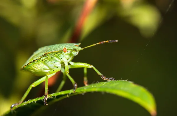 Palomena Prasina Est Une Espèce Punaises Famille Des Pentatomidae — Photo