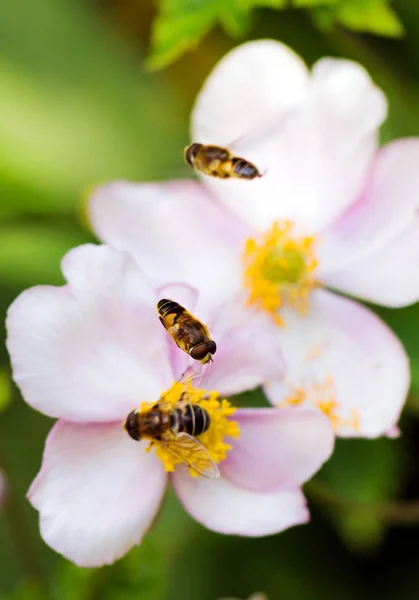 Маленькі Бджоли Квітках Фоні Природи Крупним Планом — стокове фото