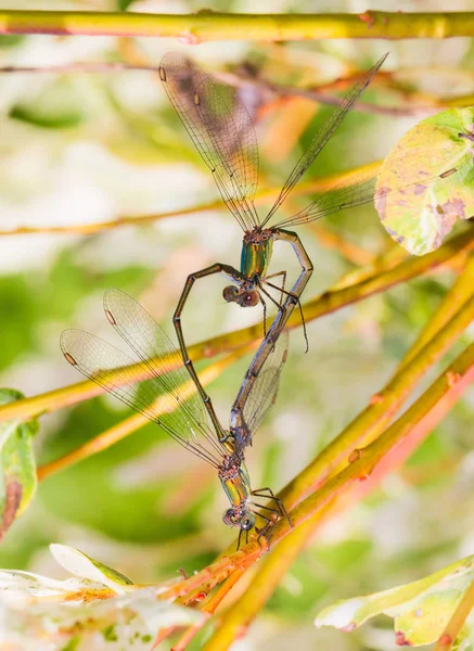 Två Jungfrur Som Älskar Och Bildar Ett Hjärta — Stockfoto