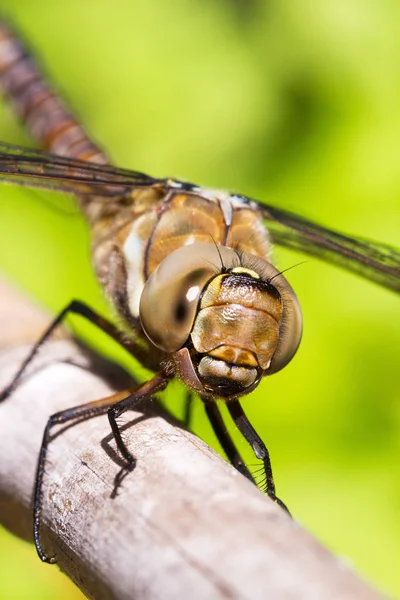 Weibliche Wanderfalke Aeshna Mixta Libelle Nahaufnahme Porträt — Stockfoto