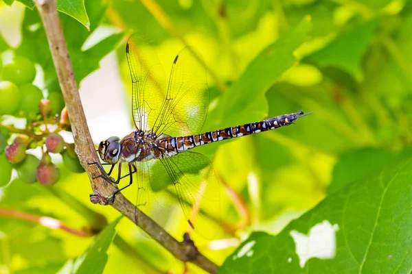 Mannelijke Migrant Hawker Aeshna Mixta Libel Een Wijnstok — Stockfoto