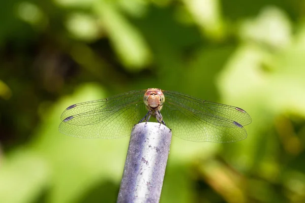 Darter Comum Sympetrum Striolatum Libélula Olhando Feliz — Fotografia de Stock