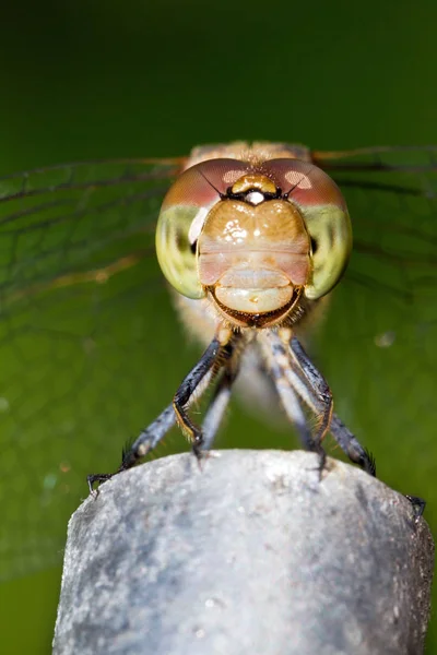 Gemeine Darter Sympetrum Striolatum Libelle Sieht Glücklich Aus — Stockfoto