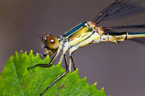 Vacker Jungelfluga Pres Pseudagrion Apicale Maraontsetra Madagaskar — Stockfoto