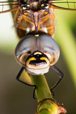 Güzel kız sineği (pres. Maraontsetra, Madagaskar 'da 
