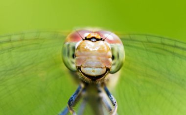 Dişi bir Ortak Darter 'ın ön görünüm portresi (Sympetrum striolatum)