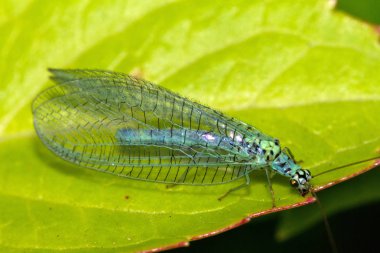 Chrysopa perla, Chrysopidae familyasına ait bir böcek türü.