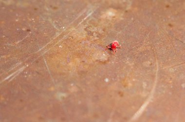 Doğanın arka planında Velvet Mite (Trombidium holosericeum), kapatın