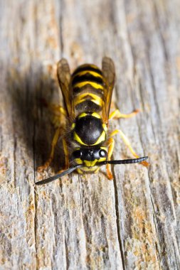 Bir eşek arısı tahtadan bir tahta kesiyor.