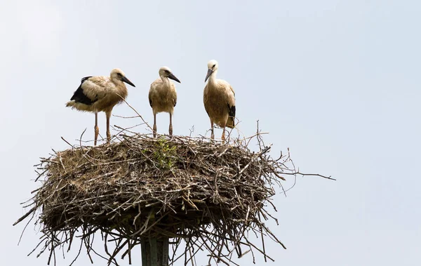 荷兰阿姆斯特丹Vondelpark的鸟巢中的鹤鸟 — 图库照片
