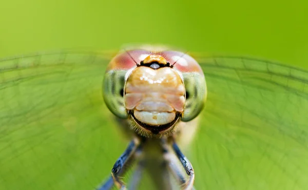 Vorderseite Porträt Einer Weiblichen Darter Sympetrum Striolatum Libelle — Stockfoto