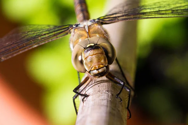 Hawker Migrante Feminino Aeshna Mixta Libélula Tiro Macro Close — Fotografia de Stock