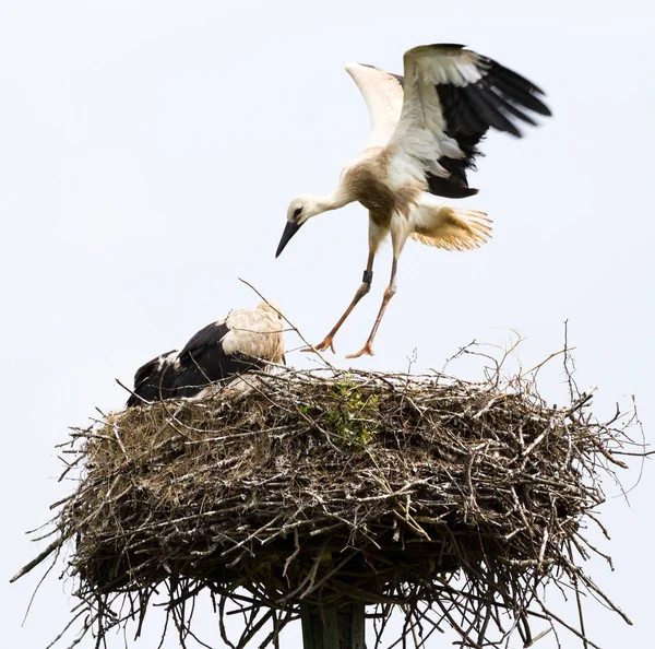 Storks Birds Nest Sky — Stock Photo, Image
