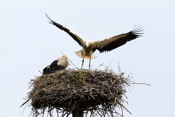 Cigüeñas Aves Nido Cielo — Foto de Stock