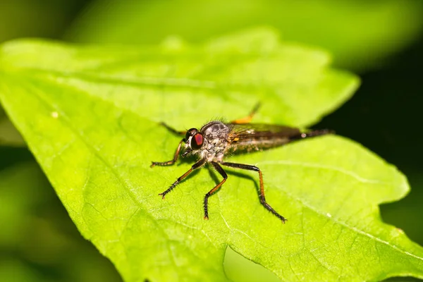 Petit Bug Sur Fond Nature Gros Plan — Photo