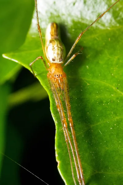 Langkieferspinnenweber Oder Langkieferspinnen Tetragnathidae Familie Der Araneomorphen Spinnen — Stockfoto