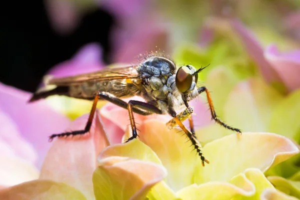 Robberfly Philonicus Albiceps Com Presa Uma Flor Hortensia — Fotografia de Stock