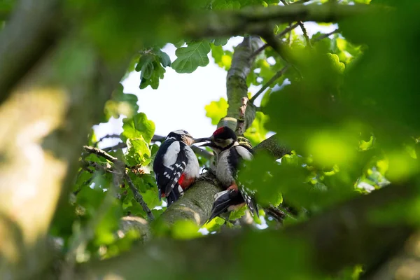 Buntspechte Dendrocopos Major Auf Nahrungssuche Einem Baum — Stockfoto