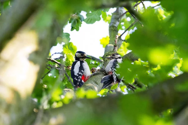 Grandes Pájaros Carpinteros Manchados Dendrocopos Major Alimentándose Árbol —  Fotos de Stock