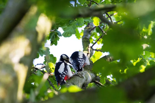 얼룩무늬 딱따구리 나무에서 먹이를 딱따구리 — 스톡 사진
