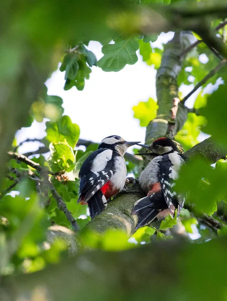 Grandes Pájaros Carpinteros Manchados Dendrocopos Major Alimentándose Árbol —  Fotos de Stock