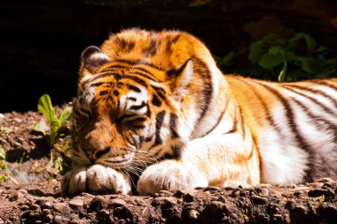 Endonezya 'da bir Sumatra kaplanının (Panthera tigris sumatrae) güzel görüntüsü