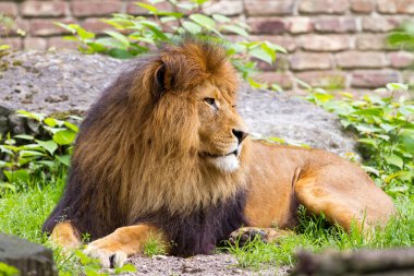 Genç bir erkek Afrika aslanının güzel görüntüsü (Panthera leo)