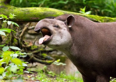 Güney Amerika tapiri (Tapirus terrestris), aynı zamanda Brezilya tapiri bilinen 