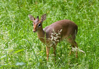 Bir tarlada Dik, doğu ve güney Afrika 'nın çalılıklarında yaşayan Madoqua cinsinde küçük bir antilop.