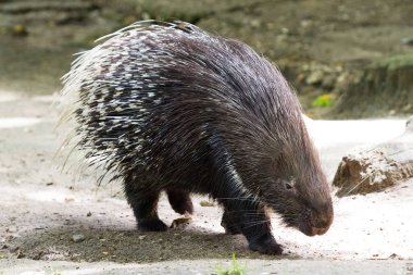 a close-up view of single porcupine clipart