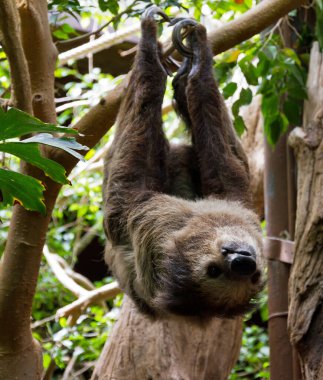 Tembel hayvan yakın çekim görüntüsü yiyor