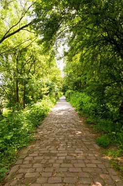 Yeşil çimenleri ve çiçekleri olan güzel bir yaz parkı.