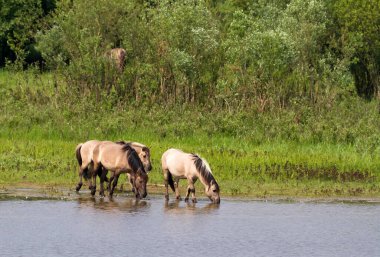 Hollanda, Wageningen 'deki Blauwe Kamer Ulusal Parkı' nda Konik atları (Equus ferus caballus)