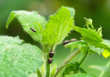 Yeşil yapraklı kalkan böcekleri