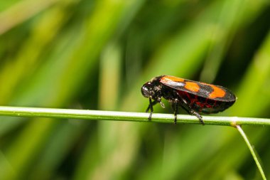 Cercopis Kırılgan Makro Görünüm