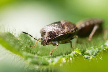 Kalkan hatası çiftleşme makro görünümü