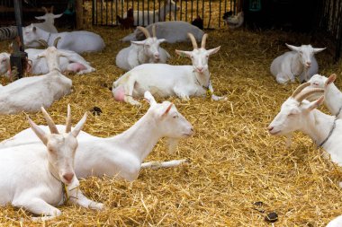 Hollanda 'da evcil hayvan çiftliğinde samandaki keçileri çiftleştirir.
