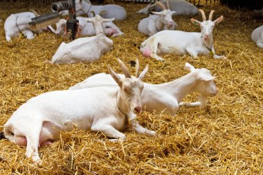 Hollanda 'da evcil hayvan çiftliğinde samandaki keçileri çiftleştirir.