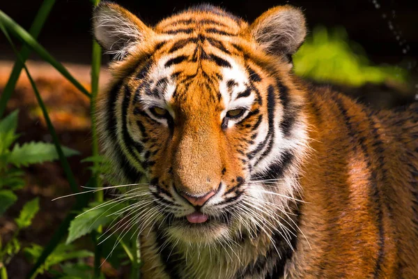 Beautiful Image Sumatran Tiger Panthera Tigris Sumatrae Indonesia — Stock Photo, Image