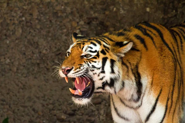 Krásný Obraz Sumatranského Tygra Panthera Tigris Sumatrae Indonésii — Stock fotografie