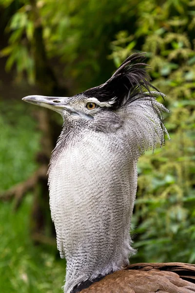 Kori Bustard Ardeotis Koriオス鳥の肖像画 — ストック写真