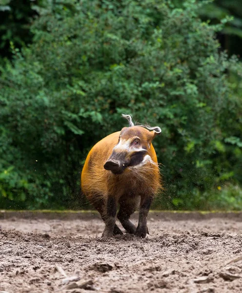 Babi Sungai Merah Yang Indah Potamochoerus Porcus Dari Afrika — Stok Foto
